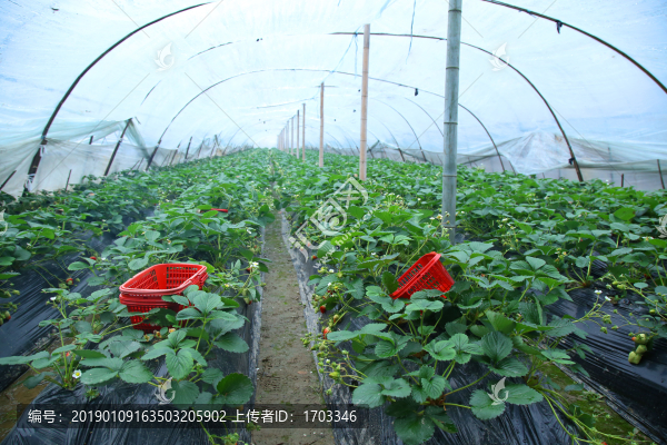 草莓種植基地