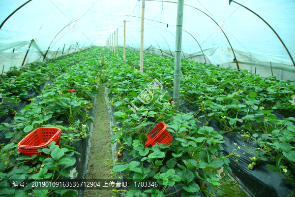 草莓種植基地