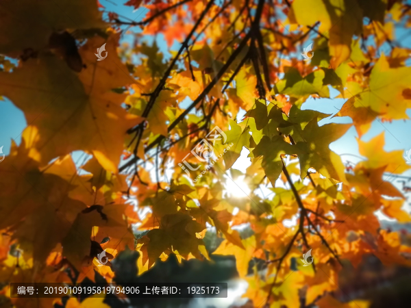 楓葉夕陽