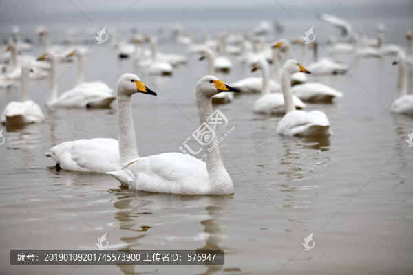 天鵝