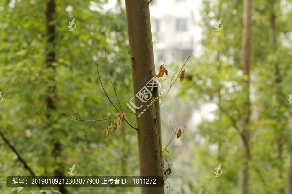 枯樹(shù)