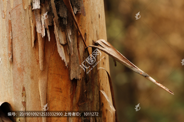 枯樹(shù)