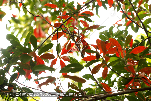 紅葉