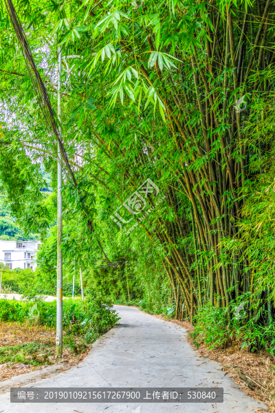 綠竹林