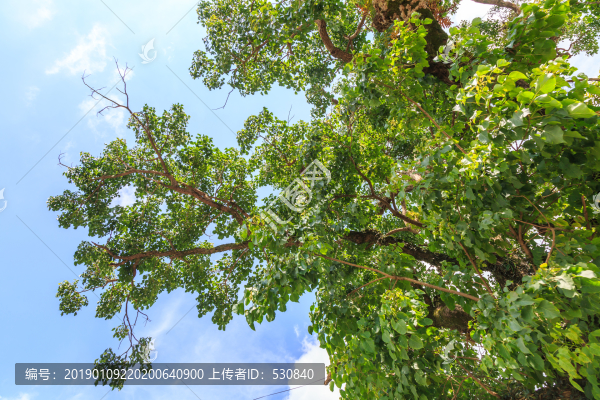 古樹綠葉