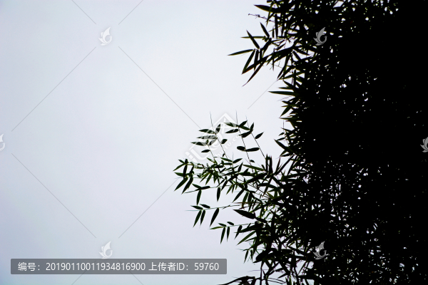 竹枝竹葉天空