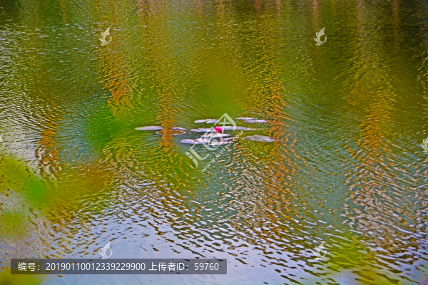 湖面睡蓮