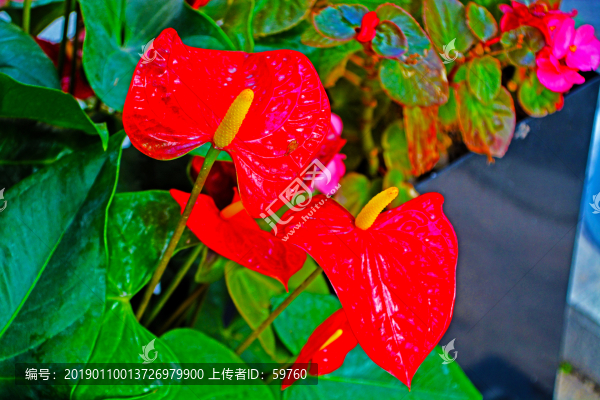 紅掌花