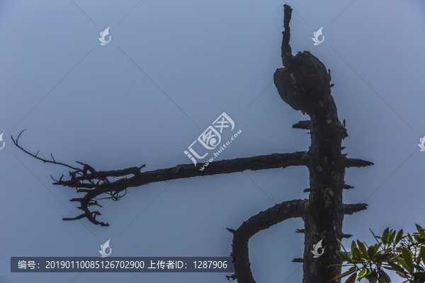 枯樹