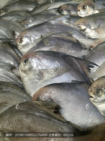 海魚
