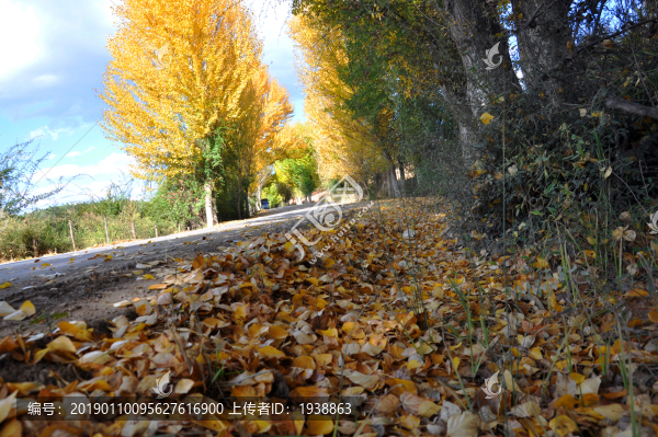 秋葉公路