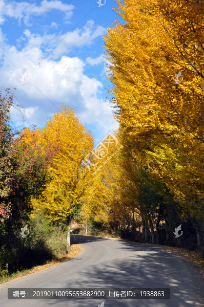 秋葉公路
