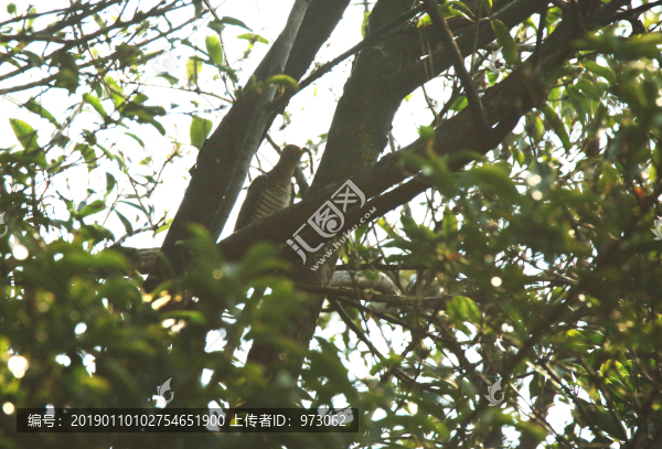 大杜鵑隱身術