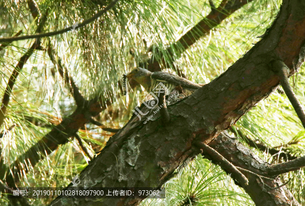 杜鵑叼住松毛蟲