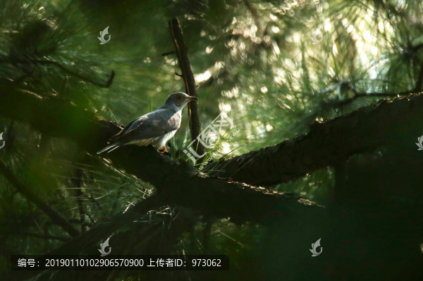 松林杜鵑