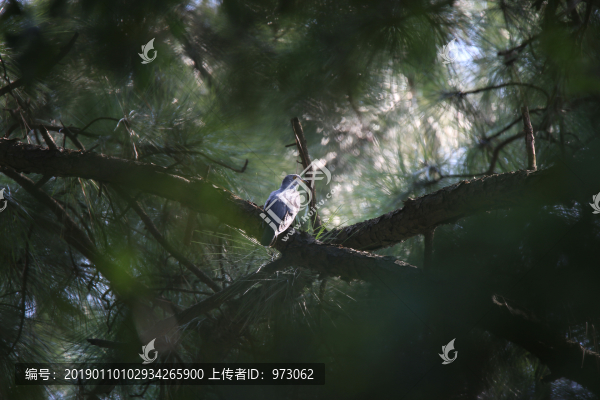 松林杜鵑圖