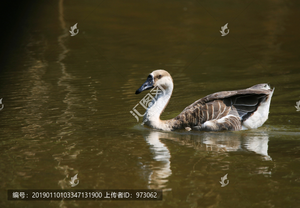 水上鴻雁標(biāo)準(zhǔn)照