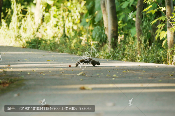 松鼠橫穿林間小道