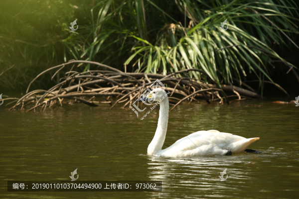 湖邊天鵝