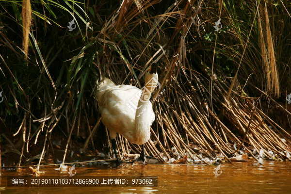 岸邊天鵝