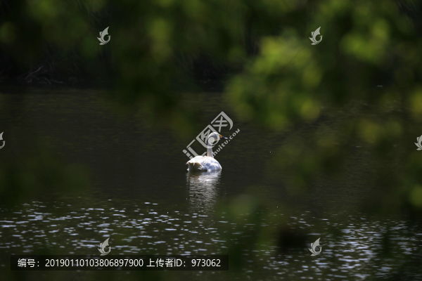 行走天鵝湖