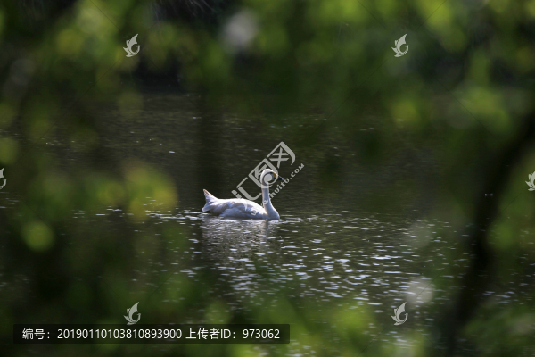 綠意天鵝湖