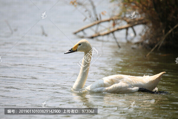 天鵝之光-匯圖網(wǎng) www.fosd68.com 天鵝之光