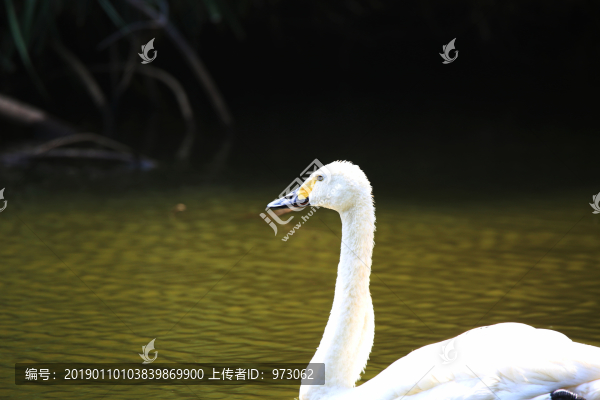 天鵝白