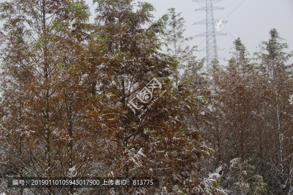 雪天楠木樹(shù)林