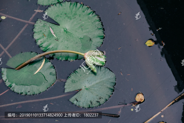 睡蓮
