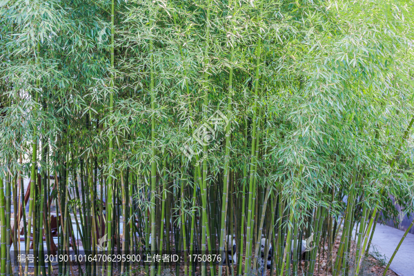 竹林