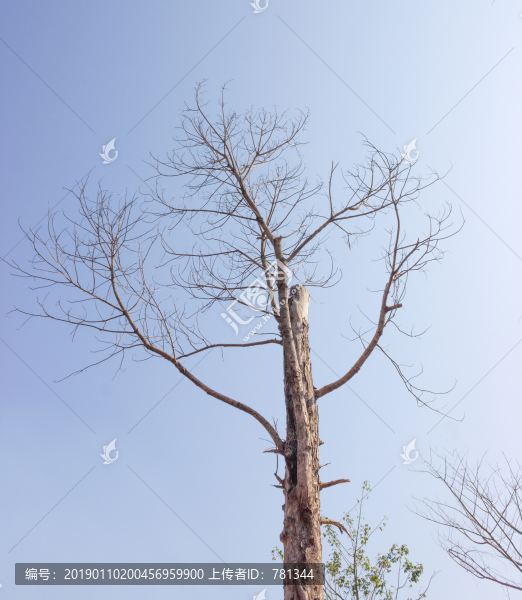 枯樹