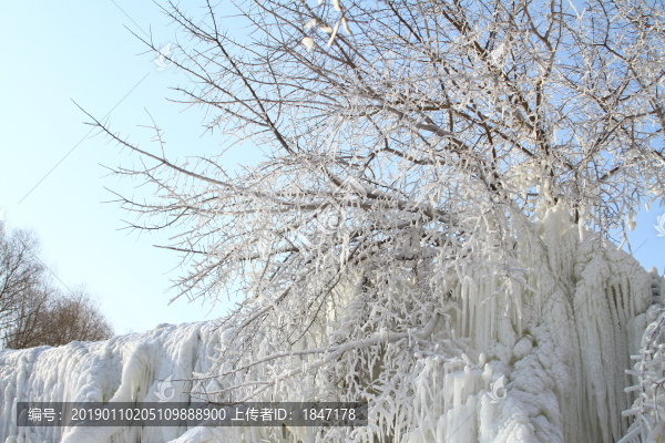 冰柱樹掛