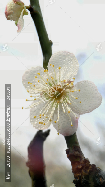 雨后梅花