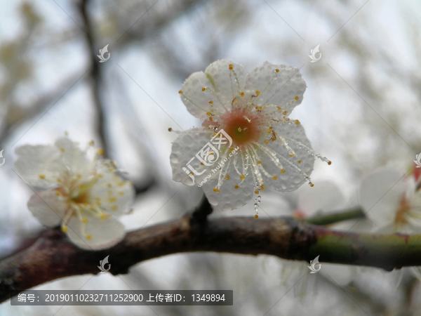 雨后梅花