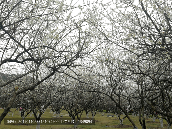蘿崗香雪公園