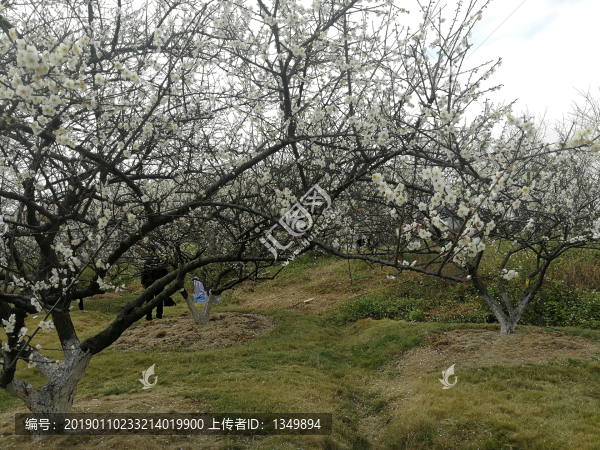 蘿崗香雪公園