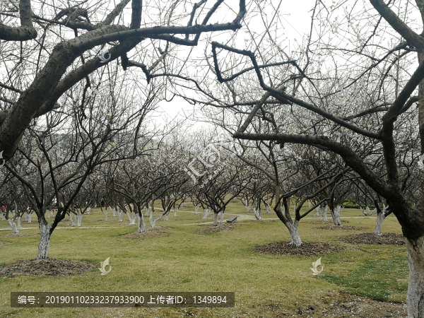 蘿崗香雪公園