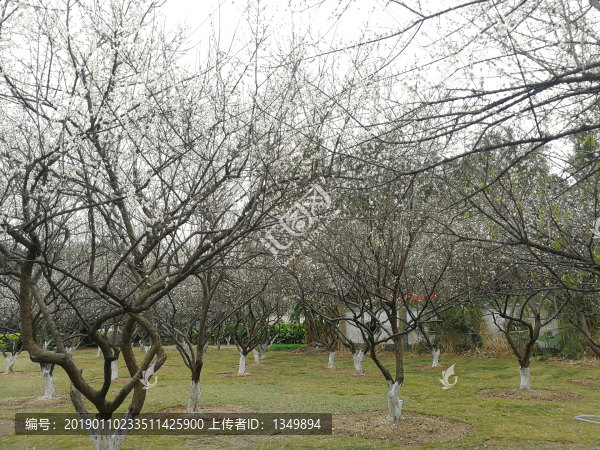 蘿崗香雪公園