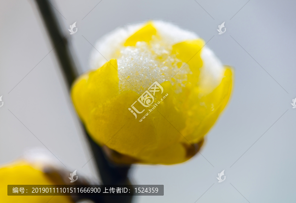 臘梅高清特寫