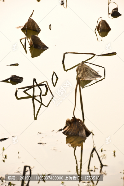 殘荷