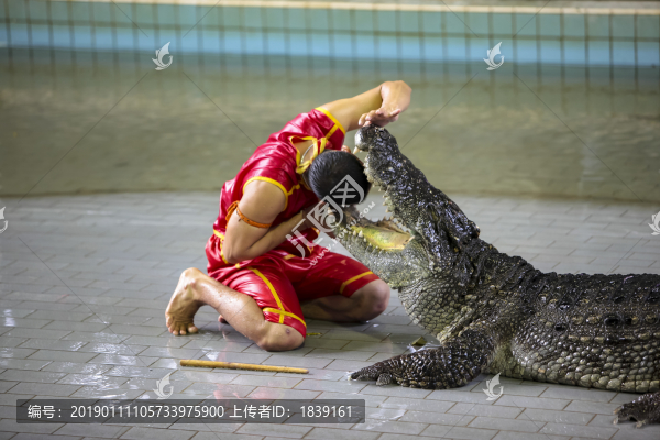 泰國芭提雅鱷魚驚險表演