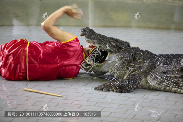 泰國芭提雅鱷魚驚險表演