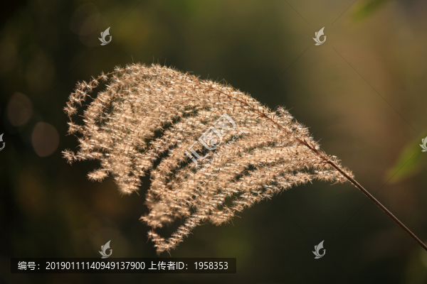 蘆葦