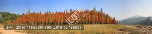 大寮秋意濃