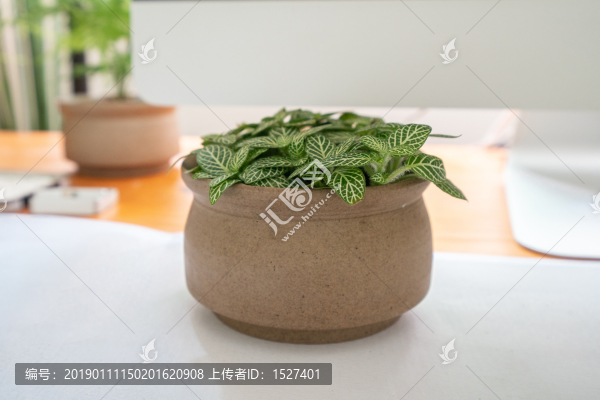 白天使網紋草
