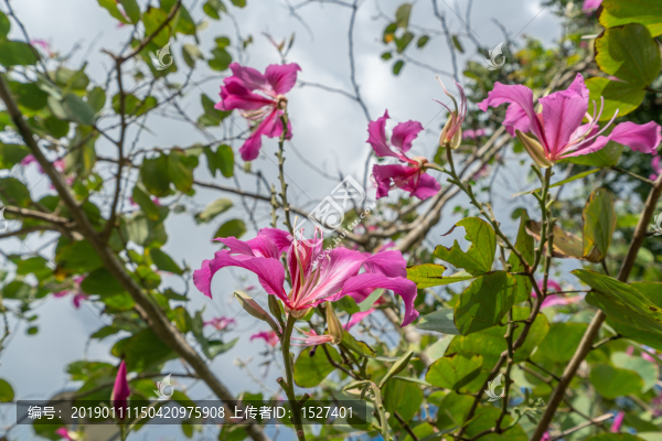 紫荊花