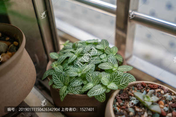 白天使網(wǎng)紋草