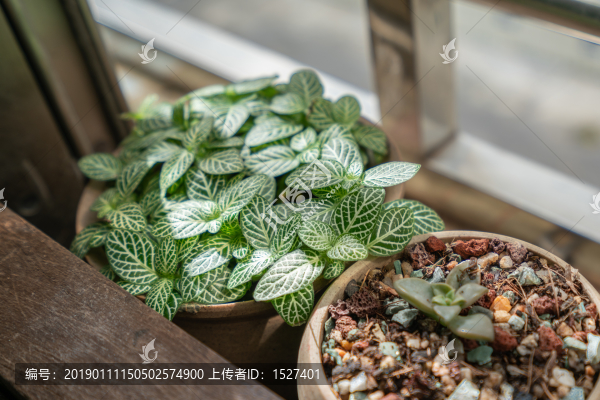 白天使網(wǎng)紋草