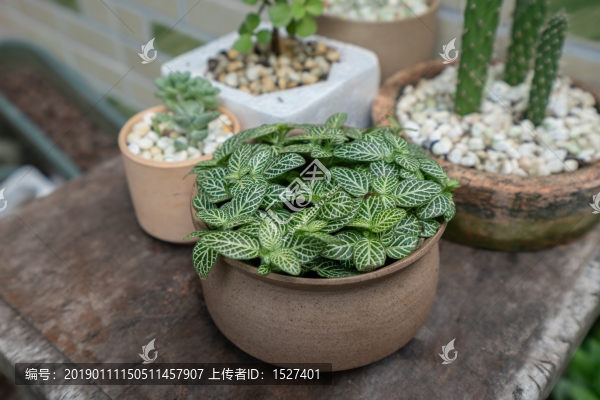 白天使網(wǎng)紋草